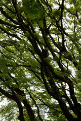 Tree trunk