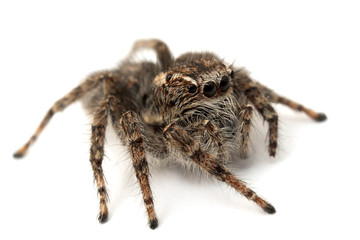 Jumping spider isolated over white.