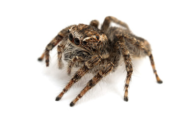 Jumping spider isolated over white