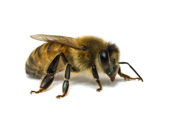 One bee isolated on white