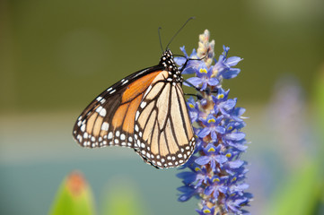 Naklejka premium Monarch on Lilac