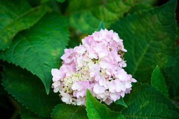 Hydrangea flower