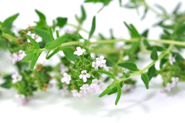 Thymian