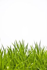 Fototapeta premium trawa