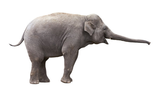 Fototapeta éléphant