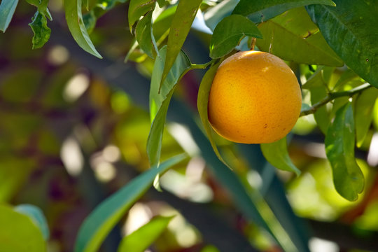 Orange tree