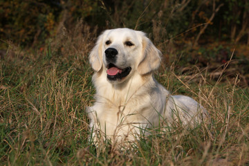 golden retriever allong&eacute; dans les hautes herbes