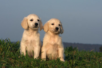 deux chiots de race golden retriever assis © Dogs