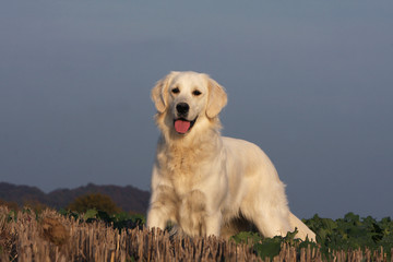 Golden retriever debout de trois quart en extérieur