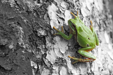 hyla arborea frog over black & white apple tree trunk