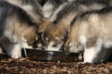 repas des chiots dans un élevage d'alaskan malamute