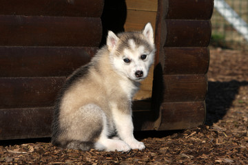 grande tristesse du chiot alaskan malamute