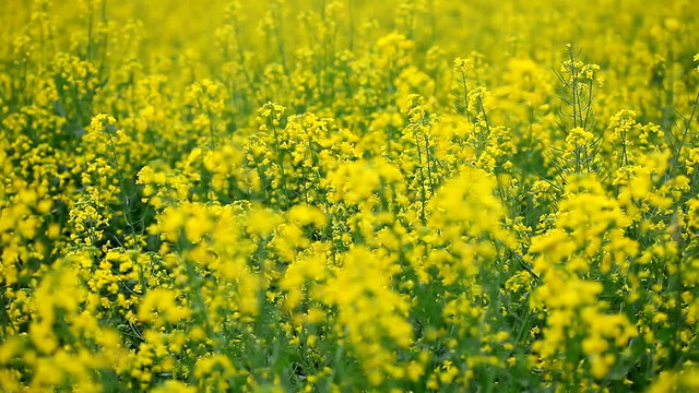 rapeseed colza yellow Flowers