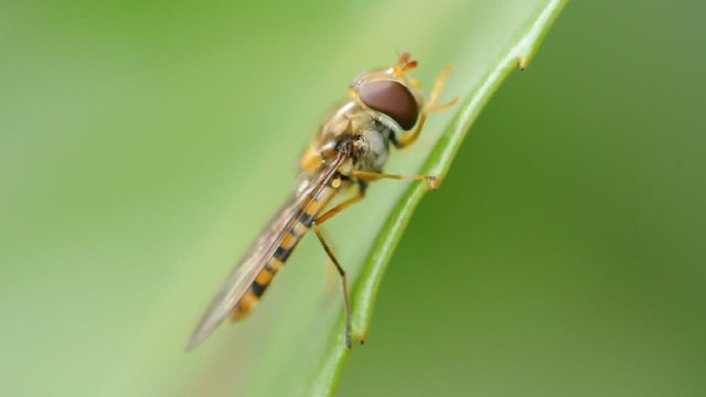 ape mosca