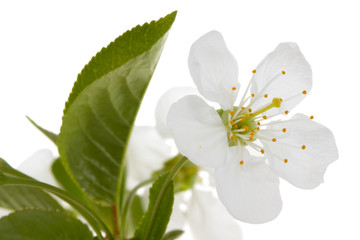 Obraz premium Cherry flower