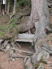 Wood bench into a tree trunk