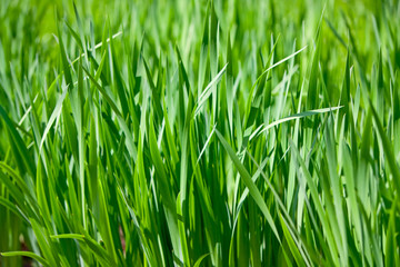 Fototapeta na wymiar Green grass lawn