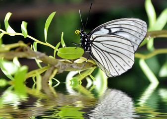 Papillon blanc et reflet