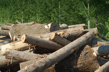 woodpile