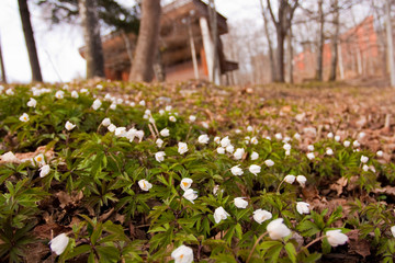 Obraz premium White anemone