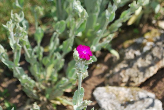 fleur de gentiane
