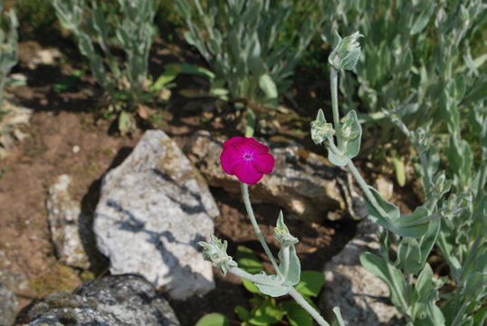 fleur de gentiane