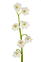 Lily of the valley on isolated