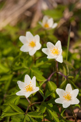 White anemone