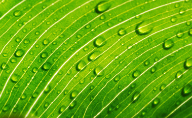 HOJA VERDE DESPUÉS DE LA LLUVIA