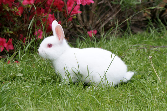 white rabbit in garden