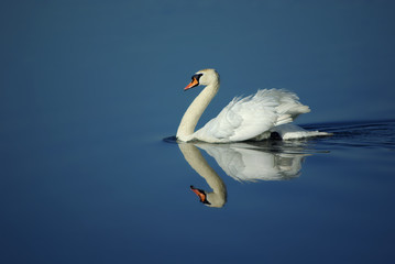 swan