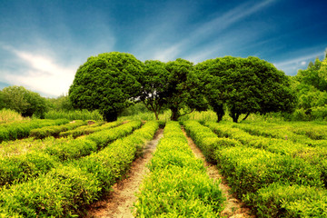 Meadow with dirt road and tree on horizon .