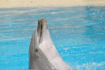 Fototapete Rund Delfin © Civolani Stefano