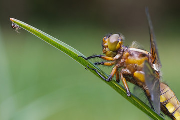 Plattbauch trifft Spinne