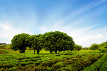 Fototapeta na wymiar trees and tea trees in the field