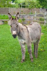 Donkey at a sanctuary.