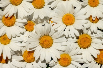 Fototapeta premium fond marguerites
