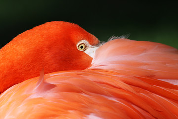 Portrait view of a Greater Flamingo