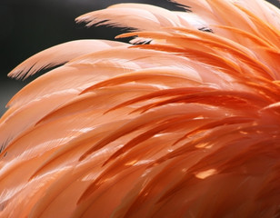 Close-up Flamingofedern als Hintergrund 02