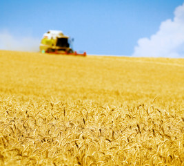 harvester in the field of gold wheat against the blue sky © Serp