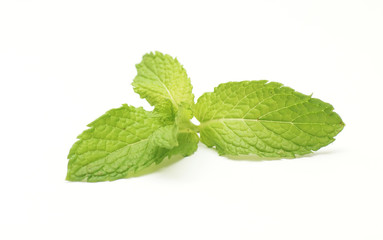 hortelã © António Duarte