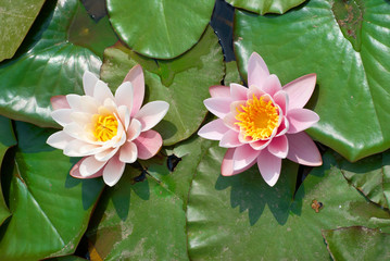 Water lily