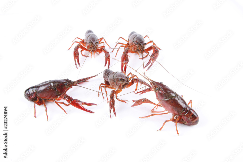 Wall mural crawfish are fighting