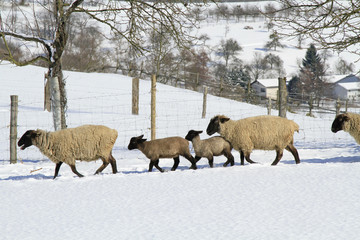 Naklejka premium Schafherde im Winter auf der Weide
