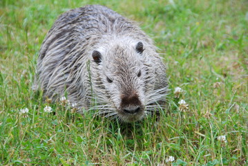 Nutria