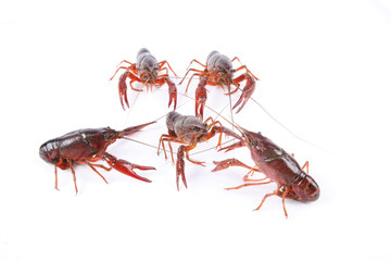 crawfish are fighting