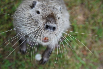 Nutria Nahaufnahme