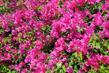 Fototapeta premium Closeup Bougainvillaea in Blossom