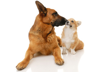Two dogs in the studio on a white background