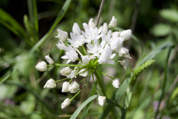 White flowers on green field